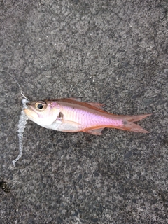 ネンブツダイの釣果