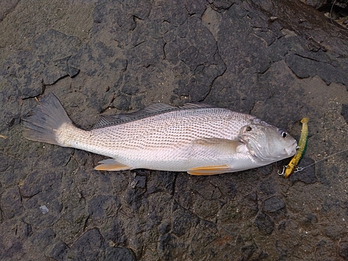 キグチの釣果