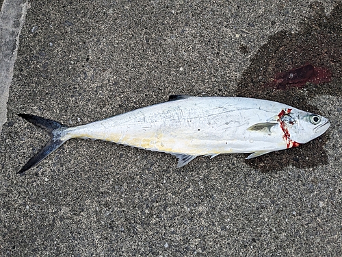 イケカツオの釣果