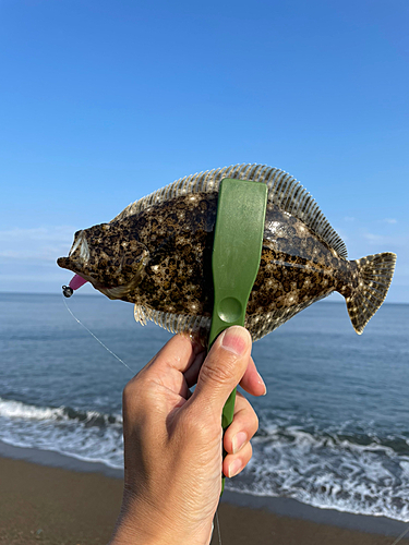 ソゲの釣果