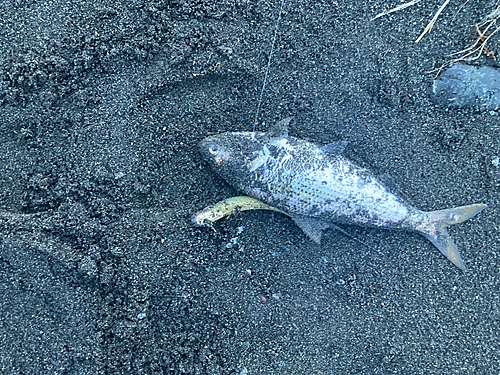 コノシロの釣果