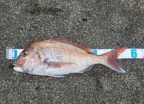 マダイの釣果