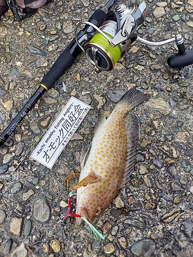 オオモンハタの釣果