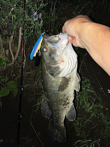 ブラックバスの釣果