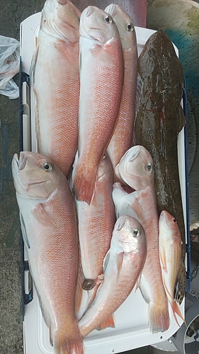 シロアマダイの釣果