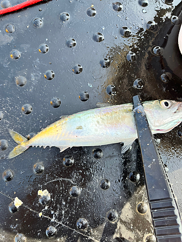 サバの釣果