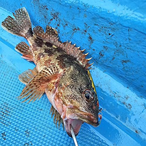 カサゴの釣果