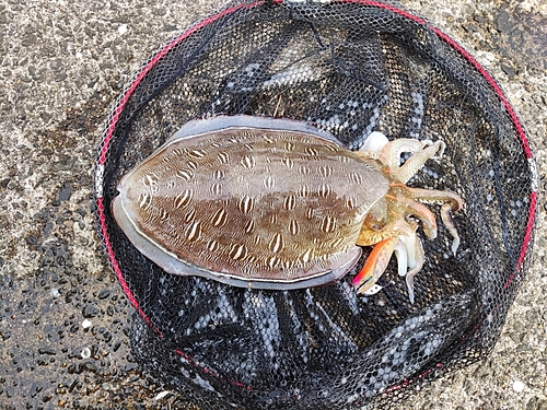 コウイカの釣果