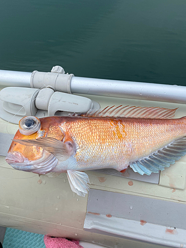 アマダイの釣果