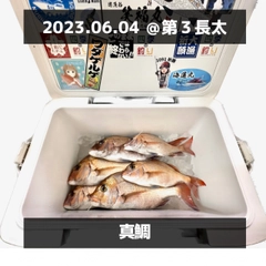 マダイの釣果