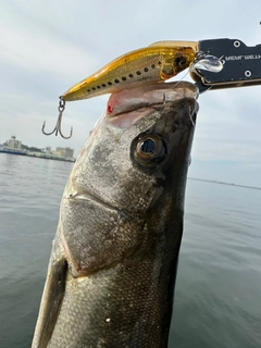 スズキの釣果