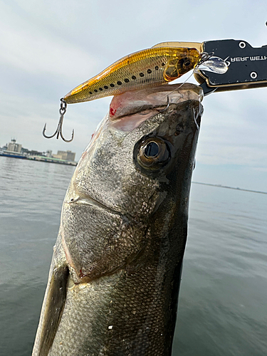 スズキの釣果