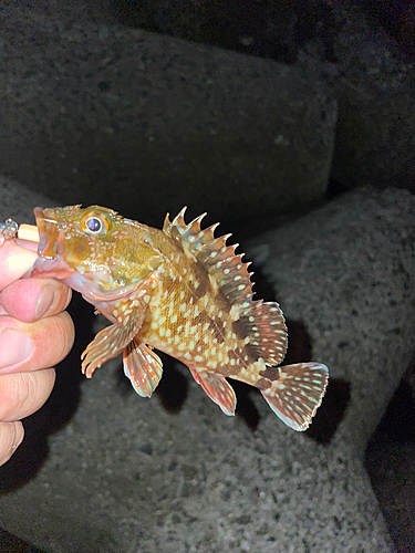 カサゴの釣果