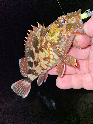 カサゴの釣果