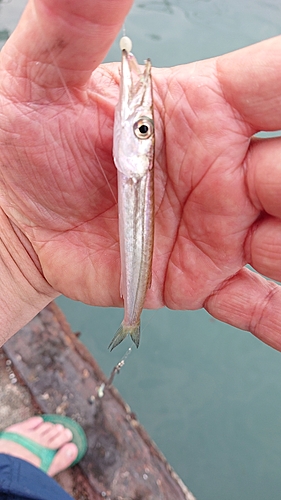 カマスの釣果