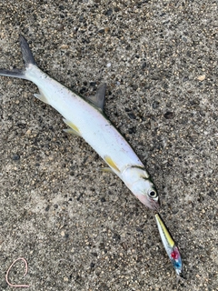 カライワシの釣果