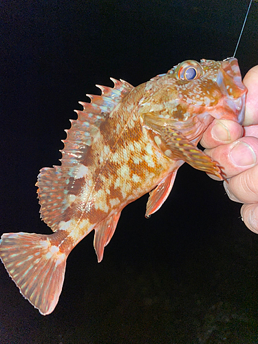 カサゴの釣果