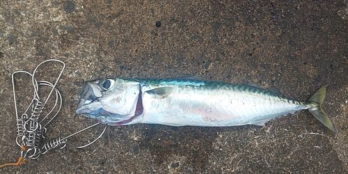 サバの釣果