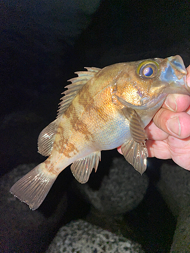 メバルの釣果