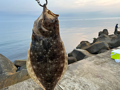 ヒラメの釣果