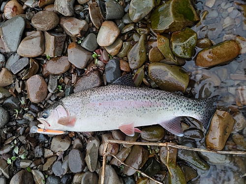 ニジマスの釣果