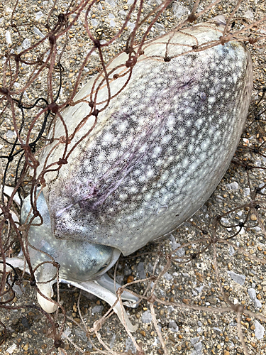 コウイカの釣果