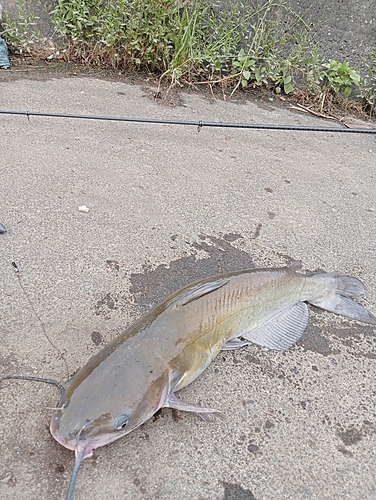 アメリカナマズの釣果