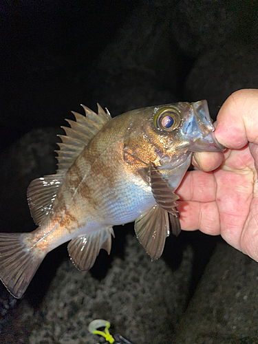 メバルの釣果