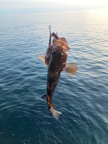 キジハタの釣果