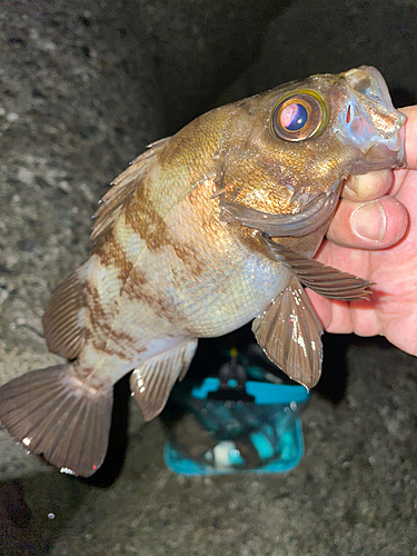 メバルの釣果