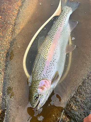 ニジマスの釣果