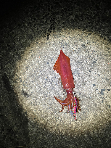 ケンサキイカの釣果