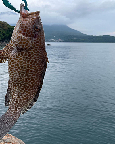 オオモンハタの釣果