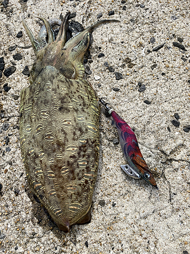 コウイカの釣果