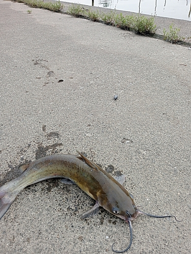 アメリカナマズの釣果