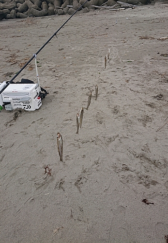 シロギスの釣果