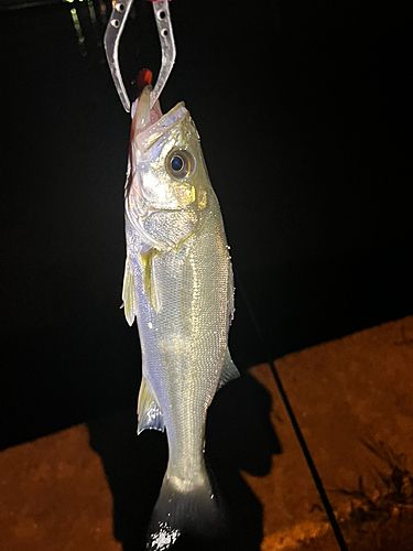 セイゴ（マルスズキ）の釣果