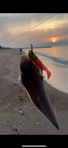 シタビラメの釣果