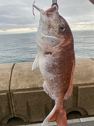 タイの釣果