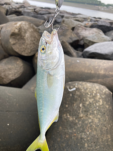 ワカシの釣果