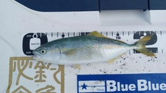 ワカシの釣果