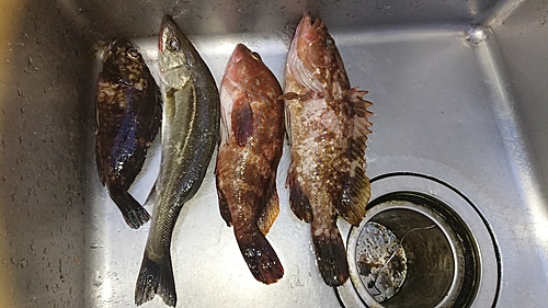 アコウの釣果