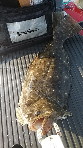 ヒラメの釣果