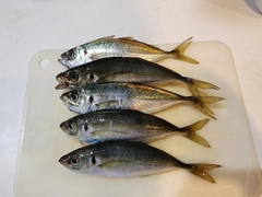アジの釣果