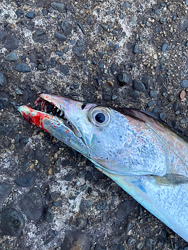 タチウオの釣果