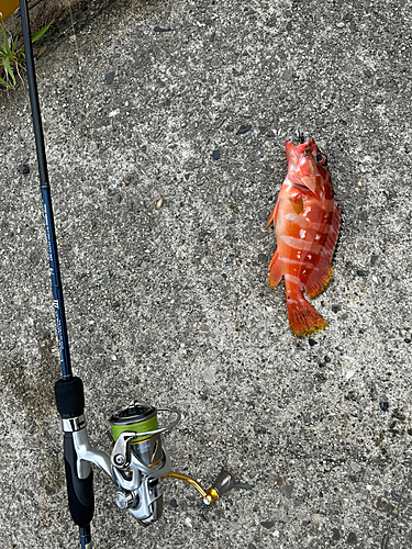 アカハタの釣果