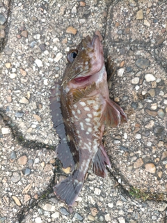 ガシラの釣果