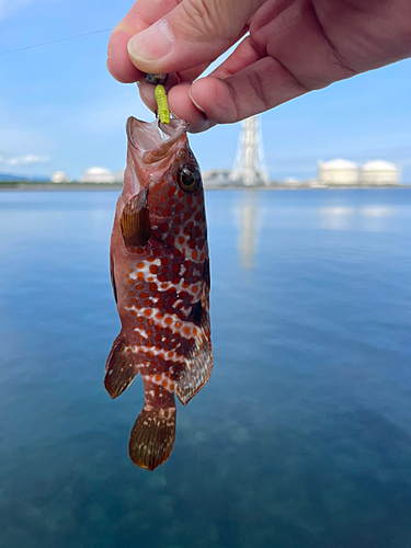 キジハタの釣果