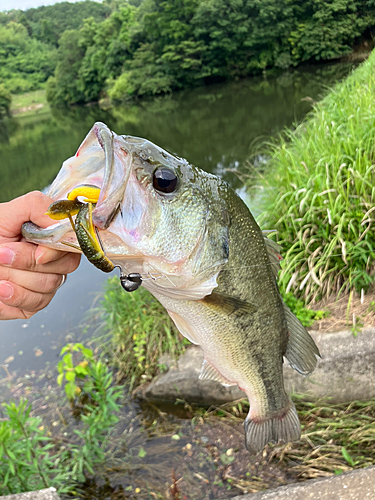 ブラックバスの釣果