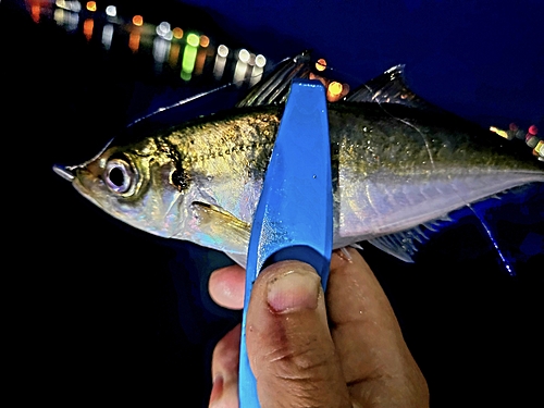 マアジの釣果